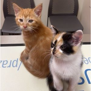 Meet your Posher, Ellie